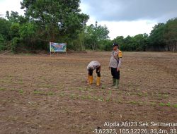 Sungai Menang OKI Tanam Jagung Puluhan Hektar Untuk Dukung Ketahanan Pang