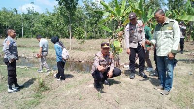 Dukung Percepatan Ketahanan Pangan, Polsek Tanjung Lubuk Cek Tanaman Jagung